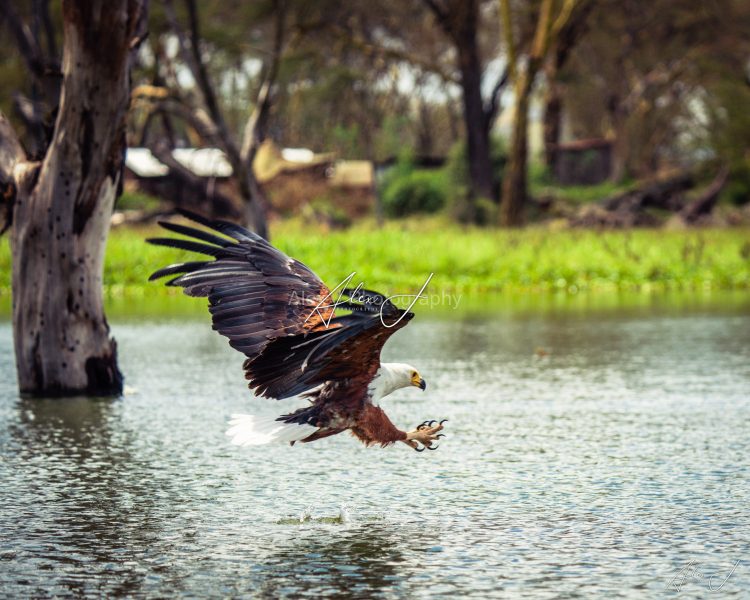 Strike from Above