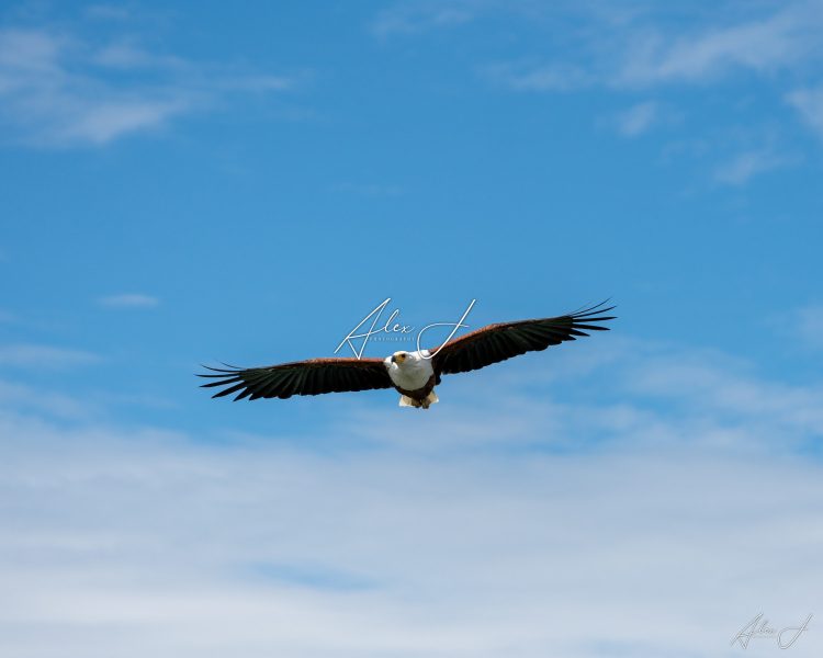 King of the Sky