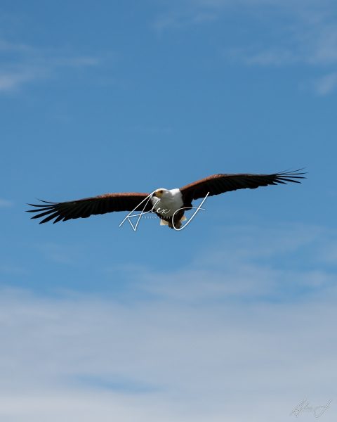 Guardian of the Sky