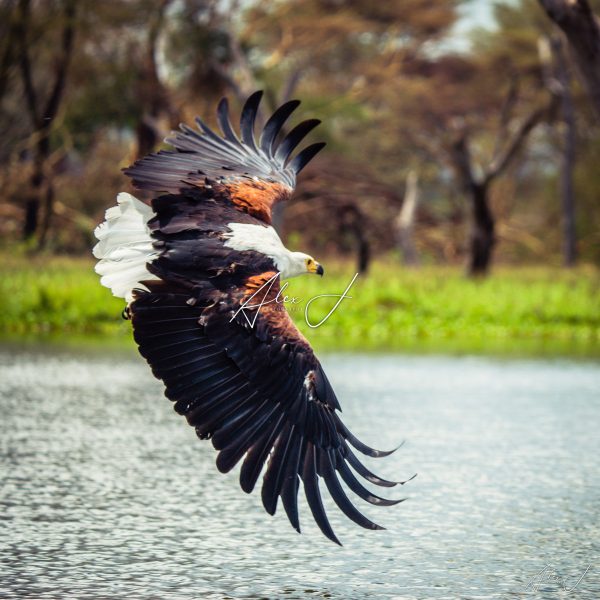 Flight Over Lake Nakuru