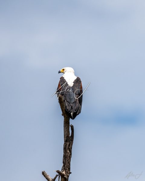 Silent Watcher