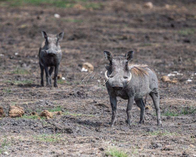 Warthogs of the Wild