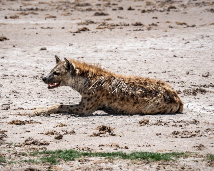 Resting in the Dust