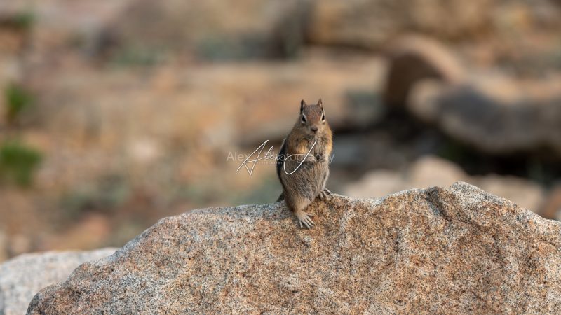 Tiny Explorer