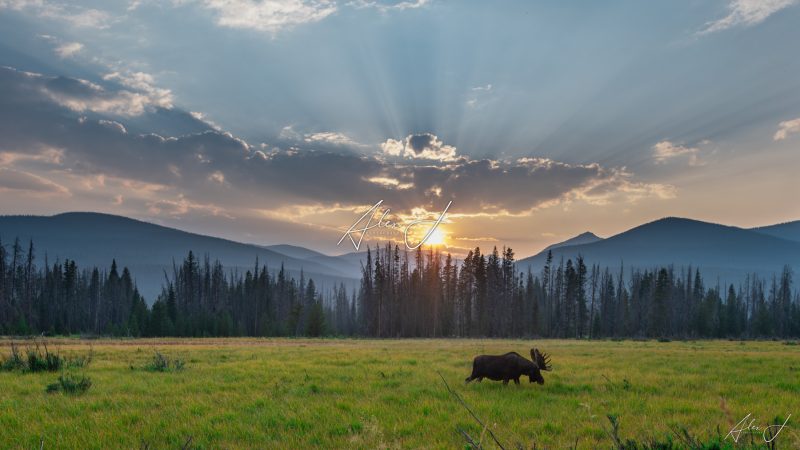 Moose Majesty in the Rockies