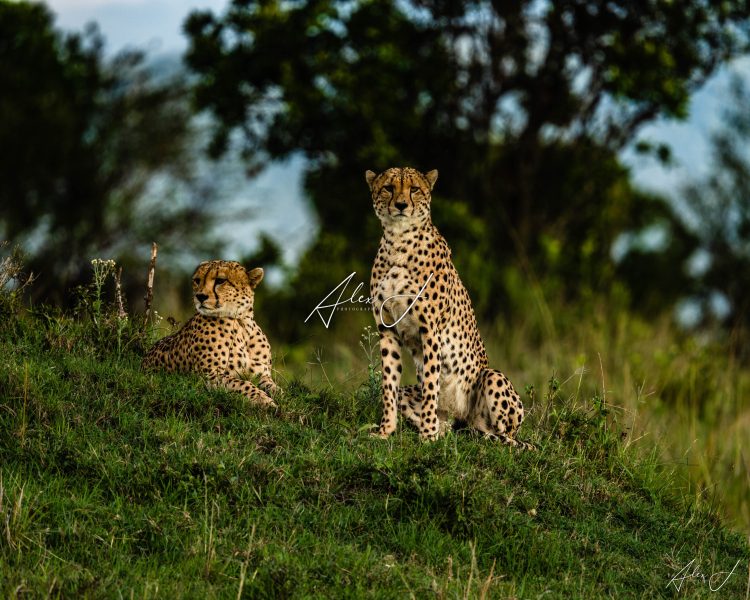 Sentinels of the Savannah