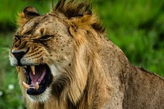 The King’s Roar