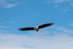 King of the Sky