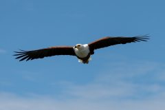 Guardian of the Sky