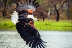 Flight Over Lake Nakuru