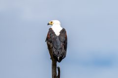 Silent Watcher
