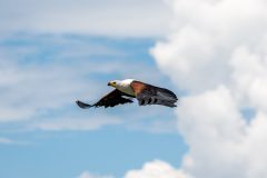 Wings of Power