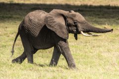 The Graceful Giant