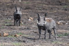 Warthogs of the Wild