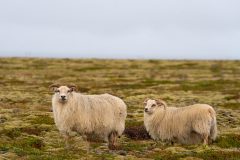 Summer Nomads