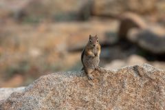 Tiny Explorer