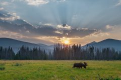 Moose Majesty in the Rockies