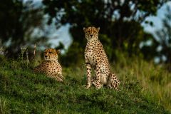 Sentinels of the Savannah