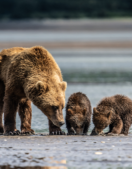 Maternal Shore